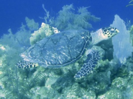 13 Hawksbill Sea Turtle IMG 3122